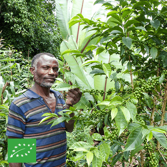 ETHIOPIE - GUJI - HANGADHI - BIO