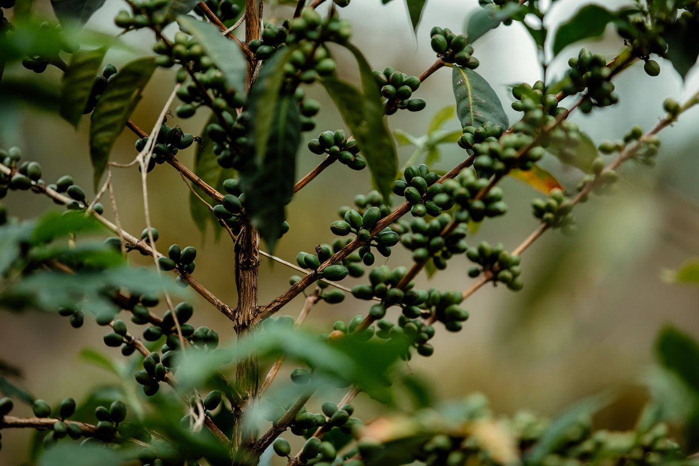 Branches de caféier portant des cerises de café encore vertes, avant récolte