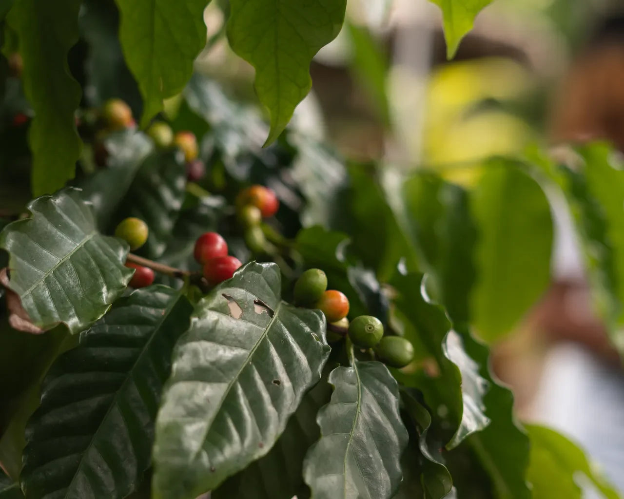 Caféier et cerises de café mûres à La Réunion