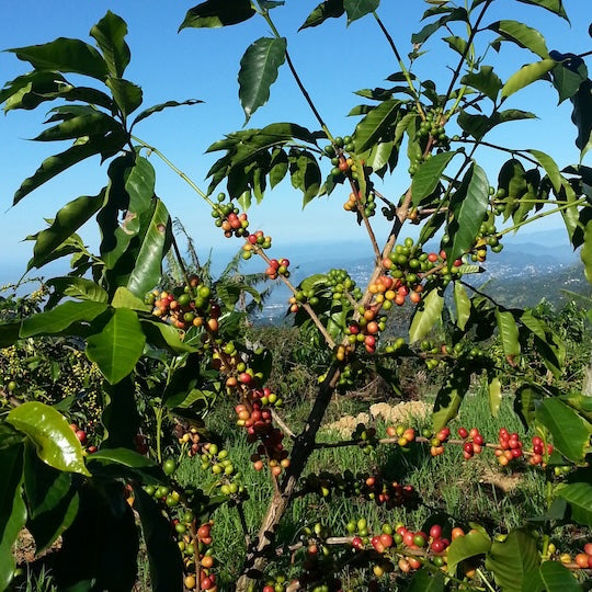 BLUE MOUNTAIN ST CLOUD – JAMAÏQUE (Typica Lavé)