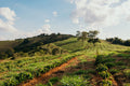 Vila Boa, Brésil — Fazenda Vila Boa, Sul de Minas