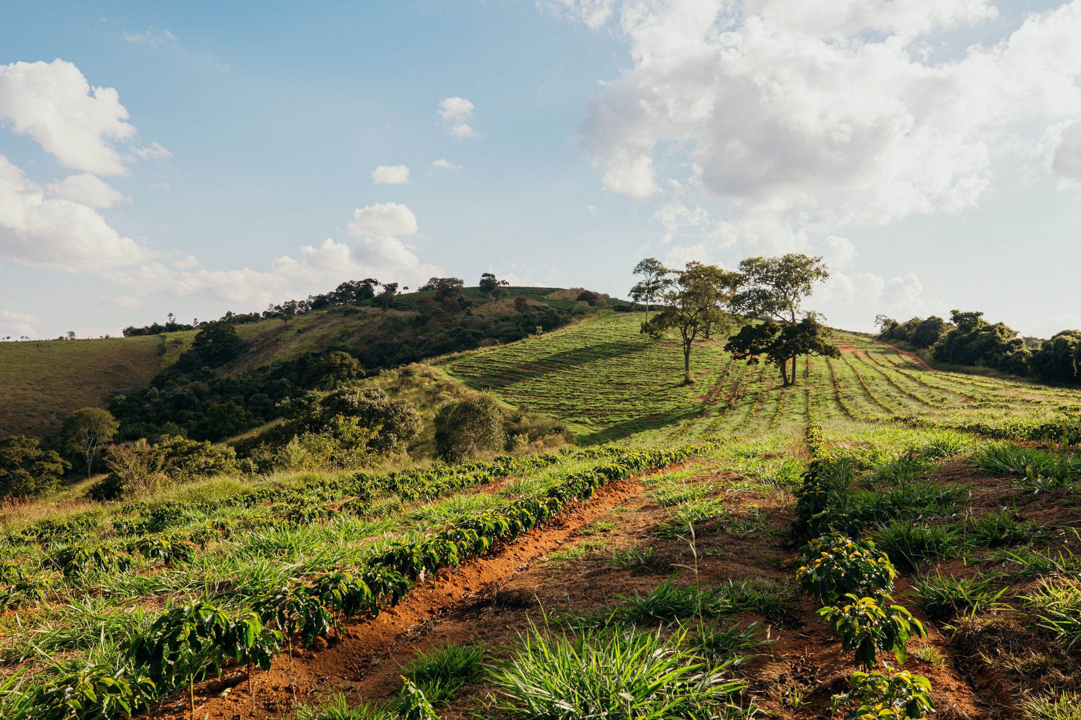 Vila Boa, Brésil — Fazenda Vila Boa, Sul de Minas