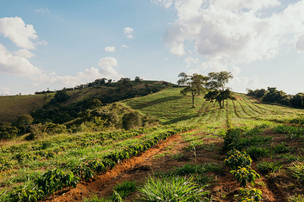 Vila Boa, Brésil — Fazenda Vila Boa, Sul de Minas