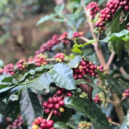 METISS - Blend