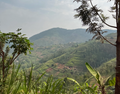 Mbilima, Rwanda — honey bio, coopérative Dukunde Kawa