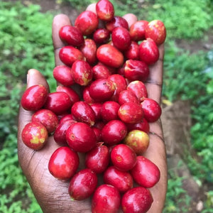 Cerises de café Bourbon Rouge mûres dans la main du producteur, ferme Ruronzi, Rwanda