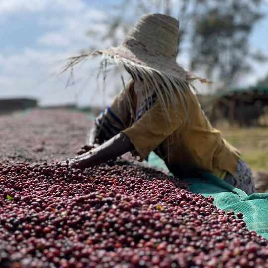 ETHIOPIE - GUJI - TOME