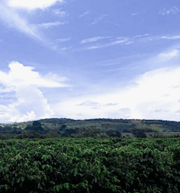 BRÉSIL - CERRADO MINEIRO - BELONI